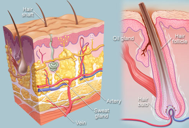 Nails, Hair, Sweat Glands - Integumentary System